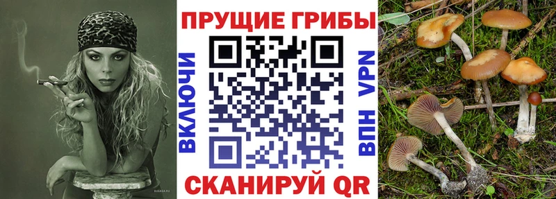 МЕГА ТОР  Сарапул  Галлюциногенные грибы Psilocybe 